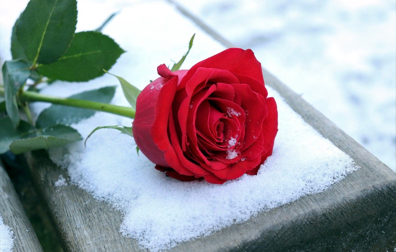 Snow Roses Wallpapers