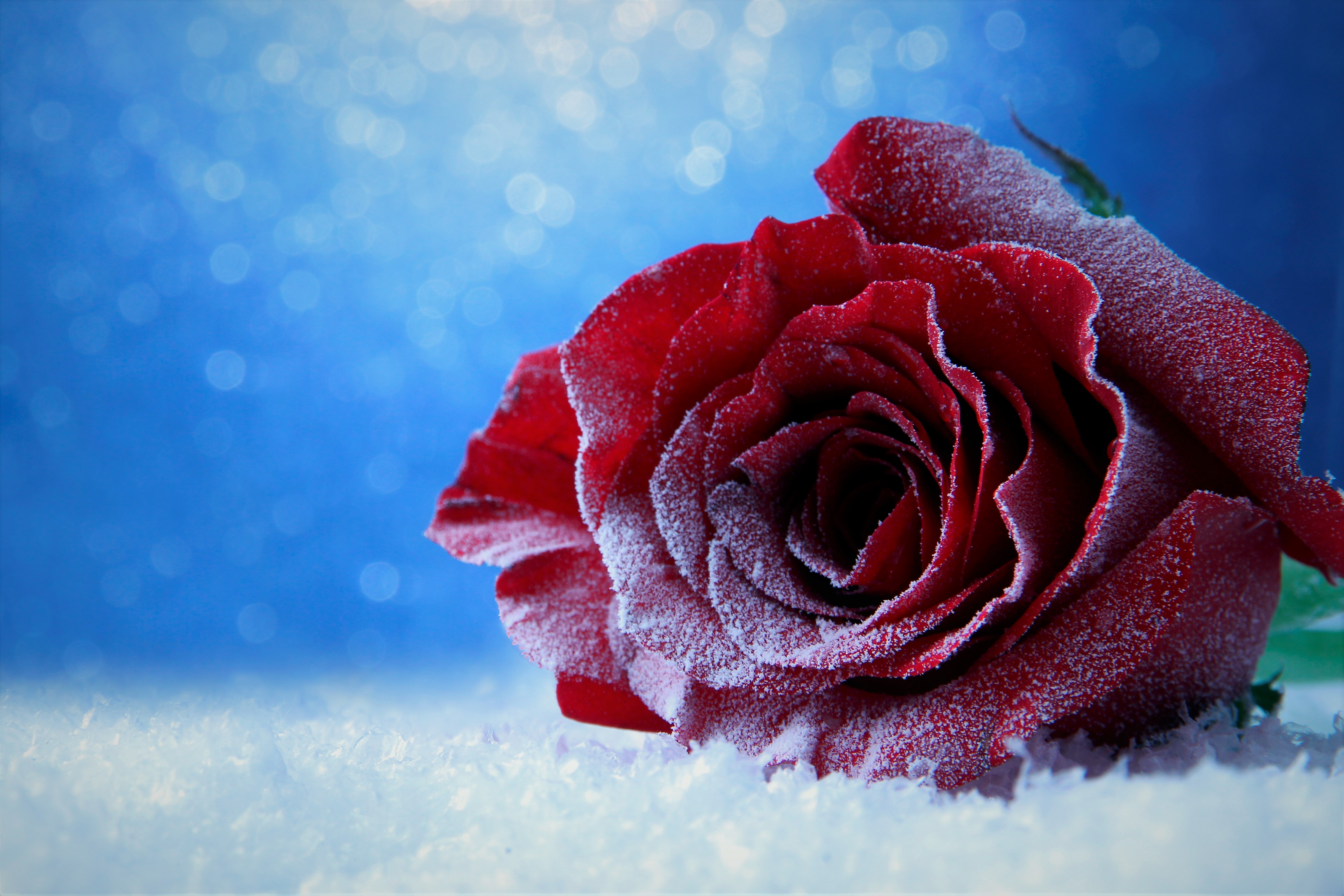 Snow Roses Wallpapers