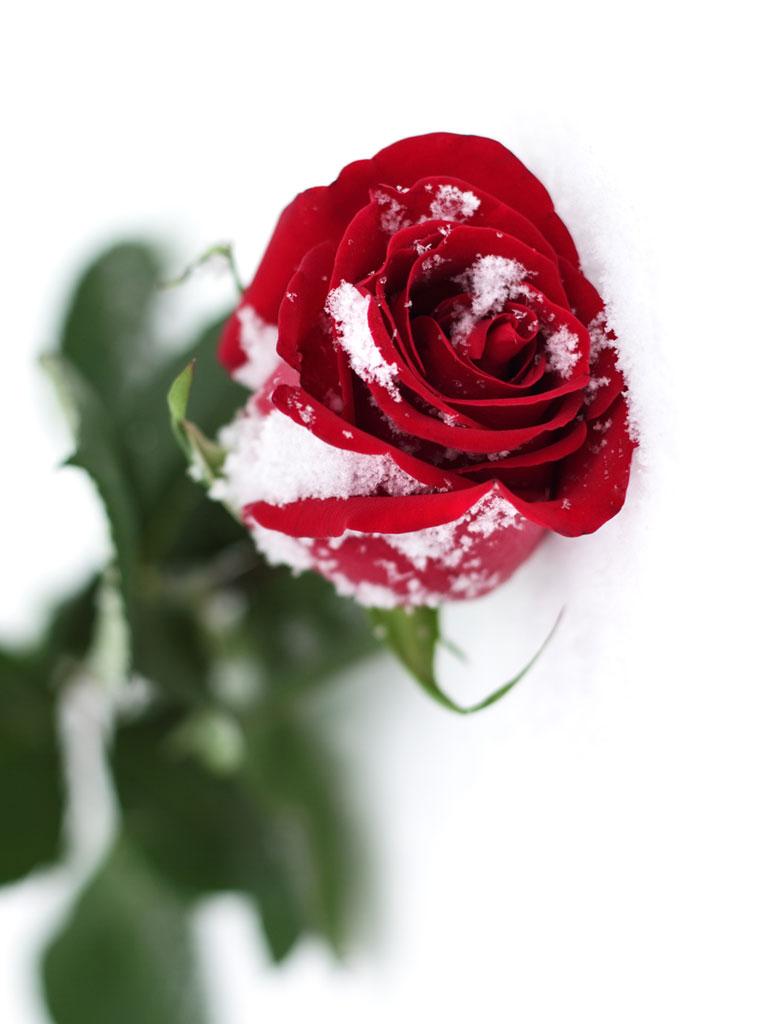 Snow Roses Wallpapers