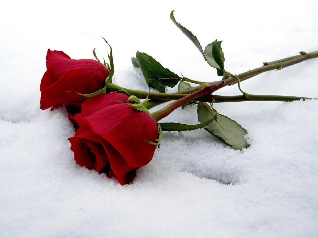 Snow Roses Wallpapers