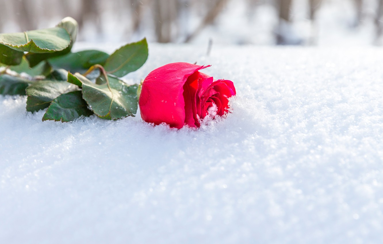 Snow Roses Wallpapers