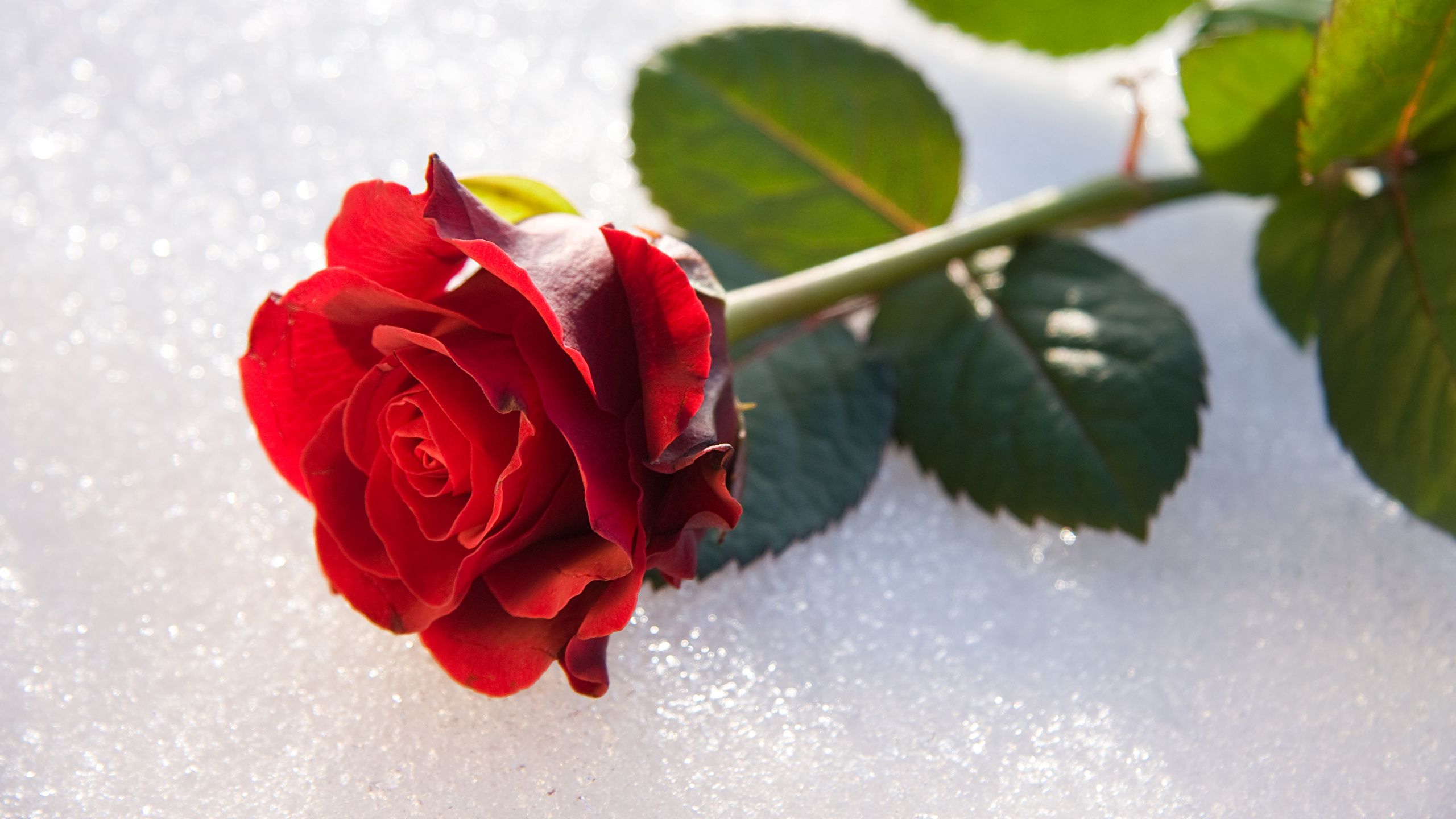 Snow Roses Wallpapers