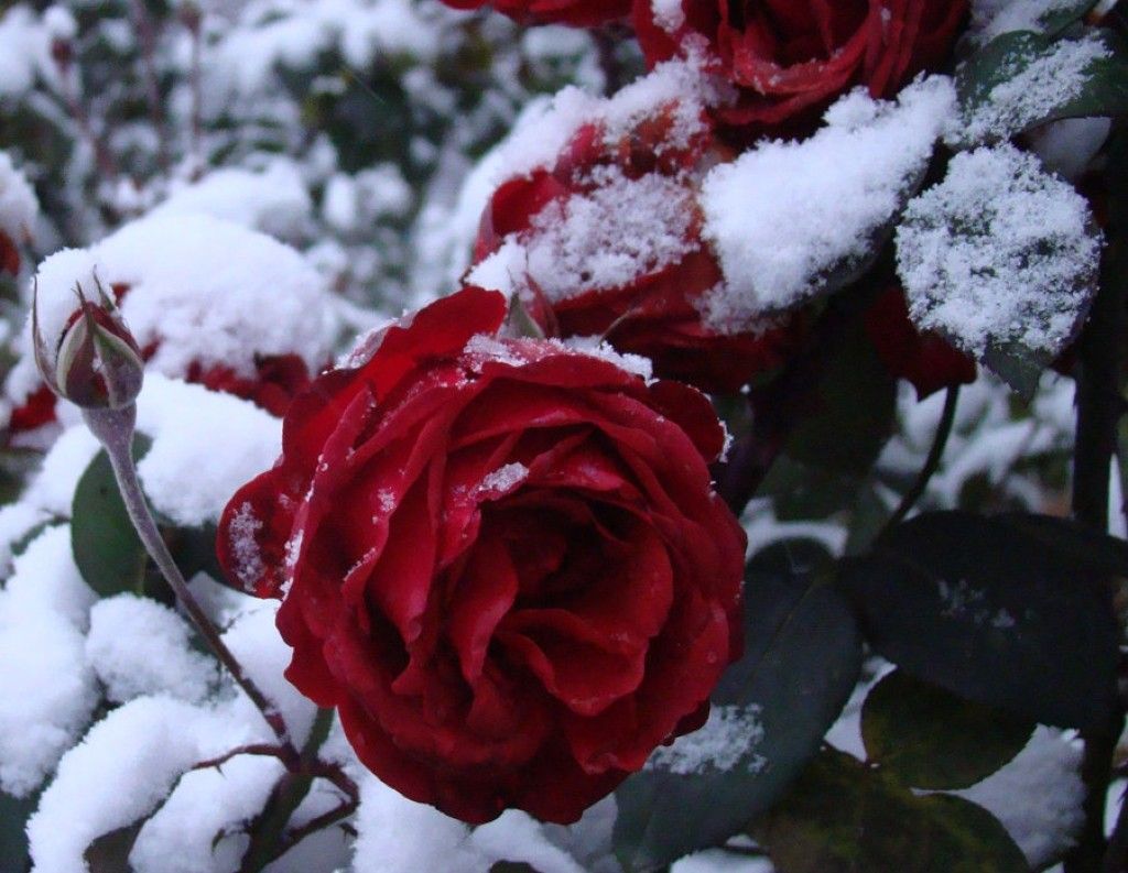 Snow Roses Wallpapers