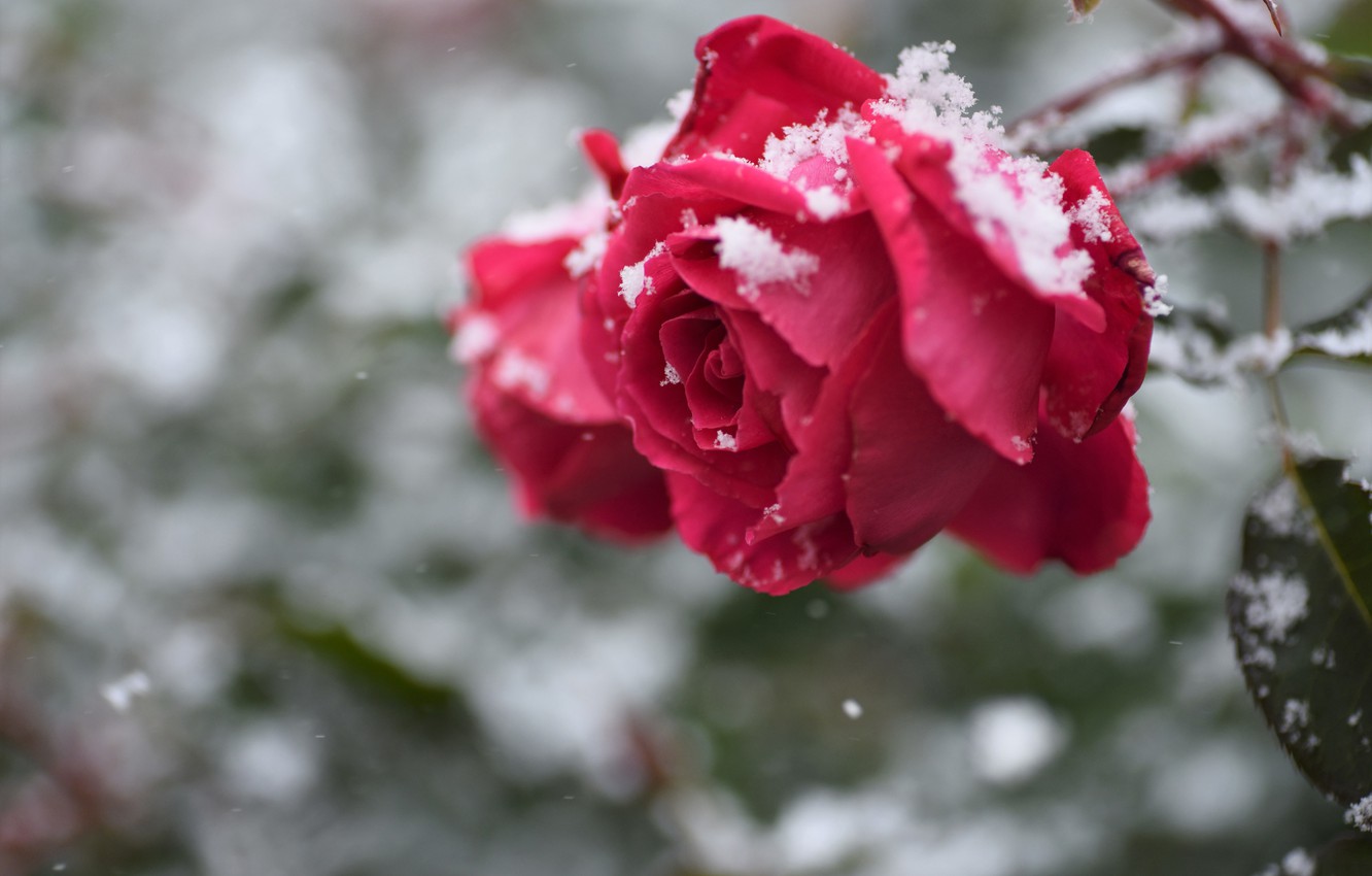 Snow Roses Wallpapers