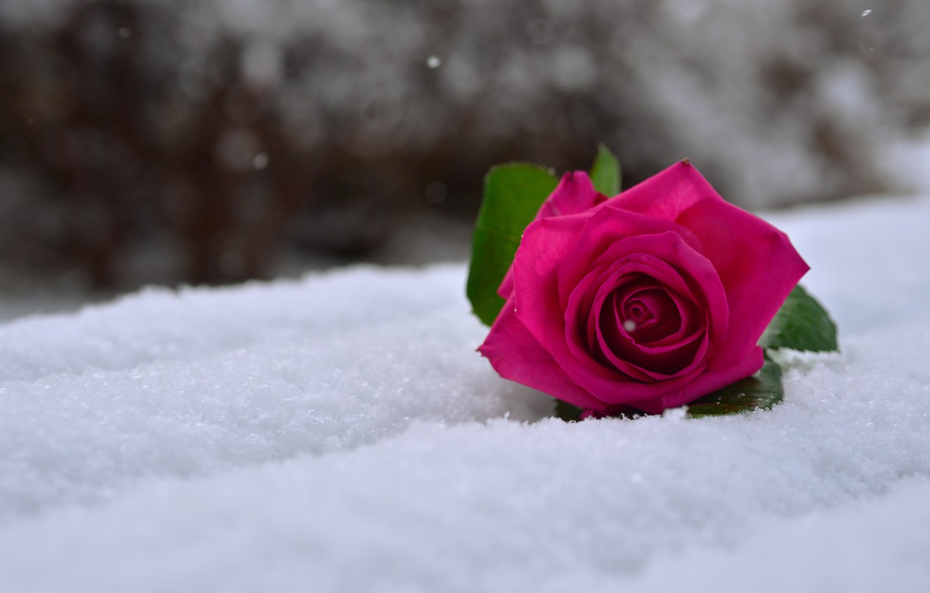 Snow Roses Wallpapers