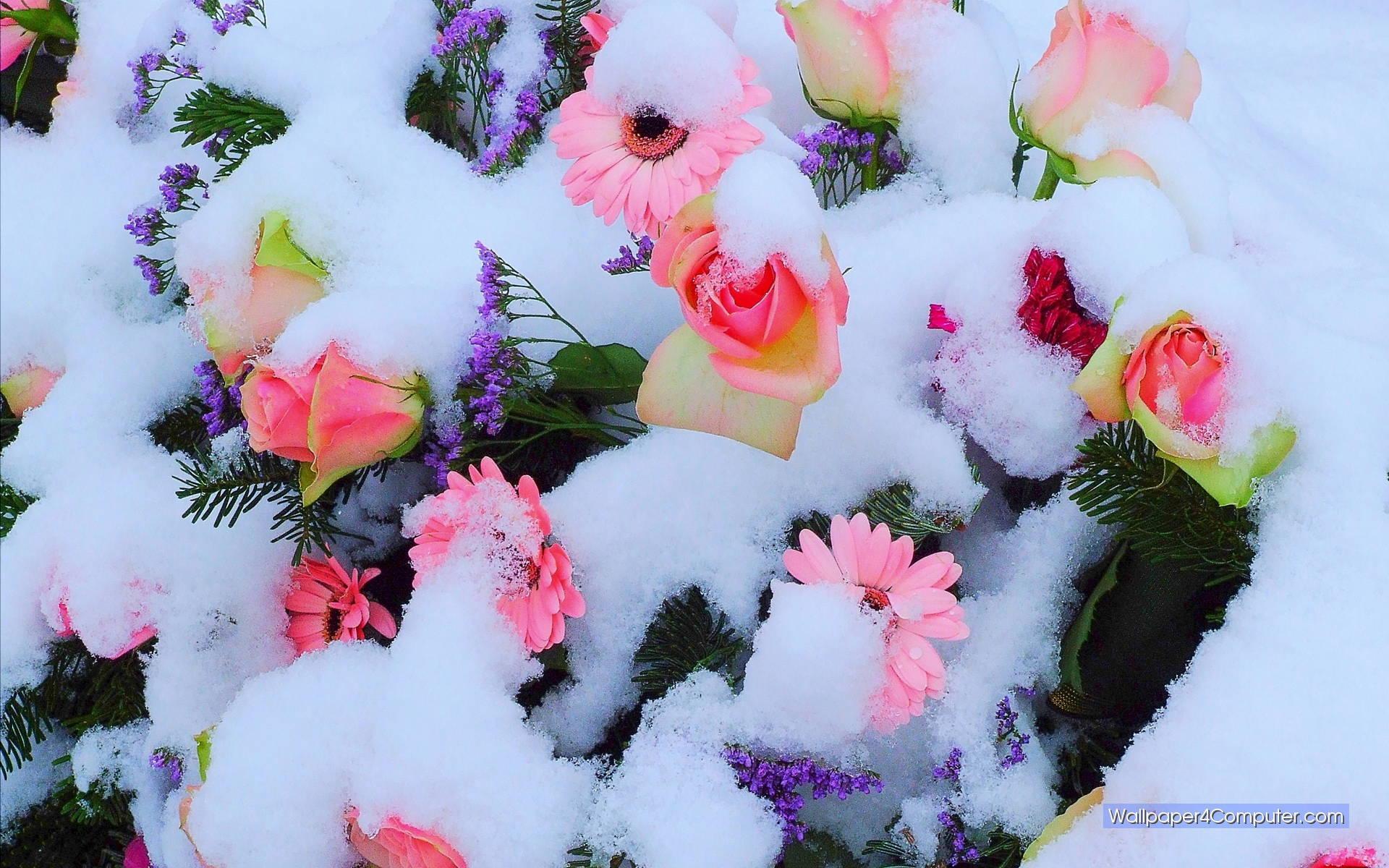 Snow Roses Wallpapers