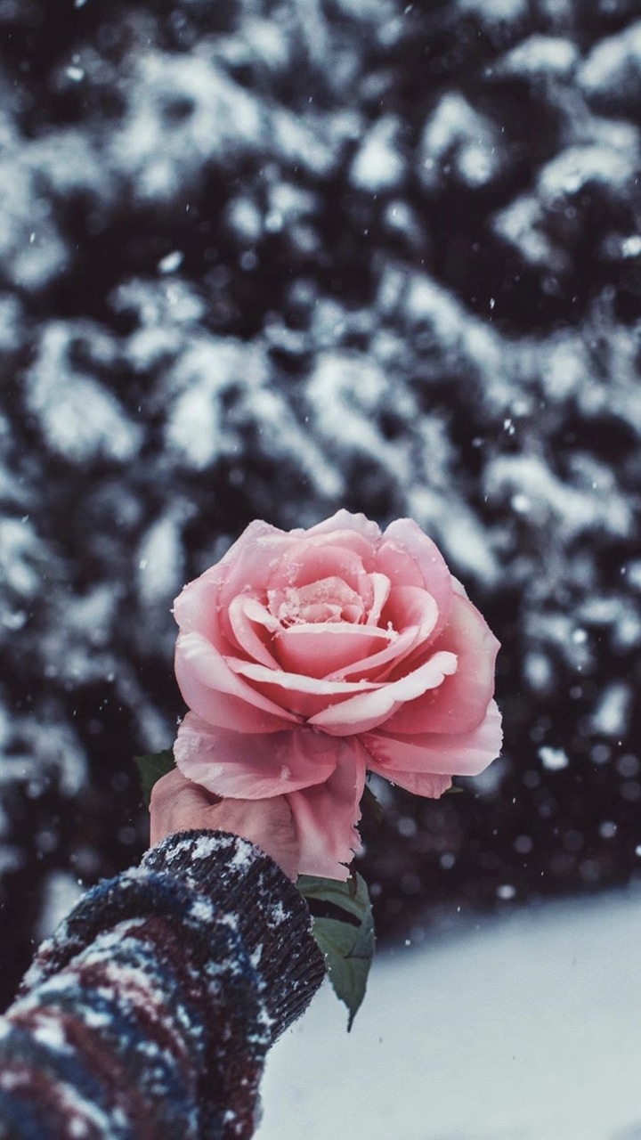 Snow Roses Wallpapers