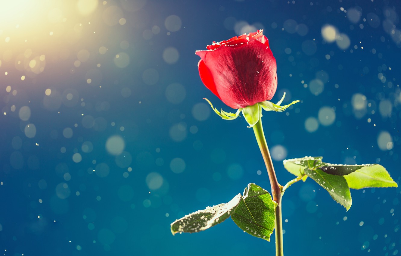 Snow Roses Wallpapers