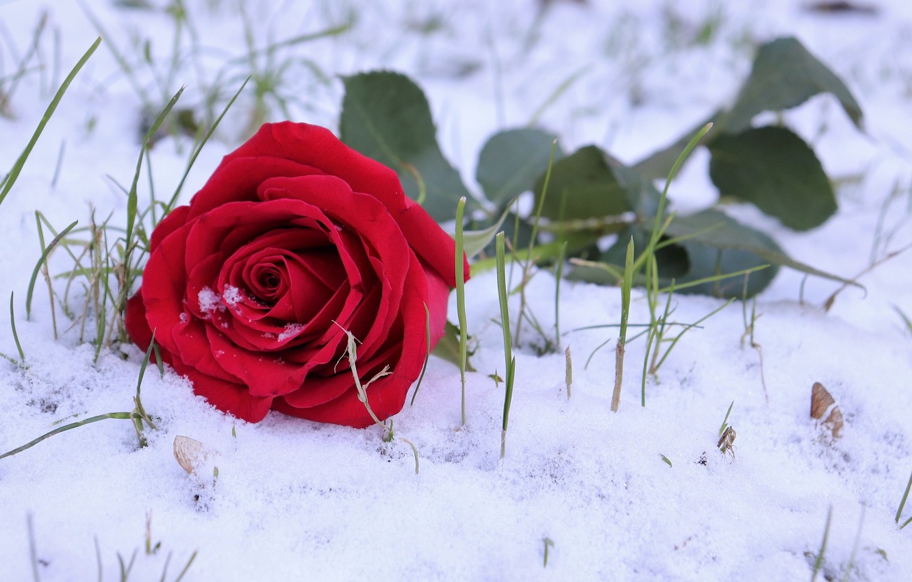 Snow Roses Wallpapers