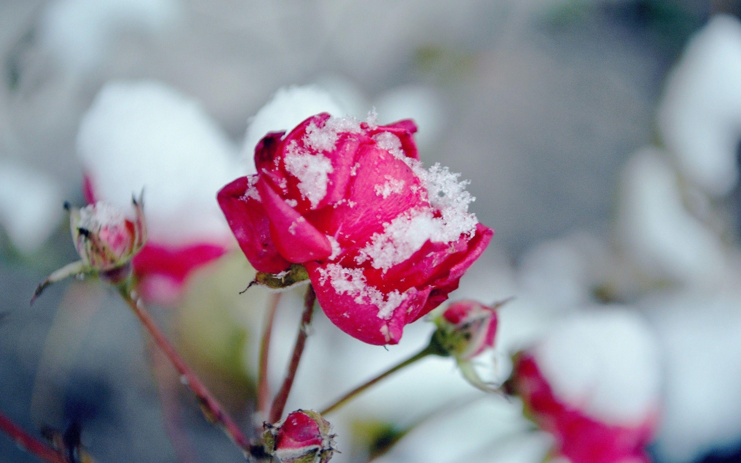 Snow Roses Wallpapers