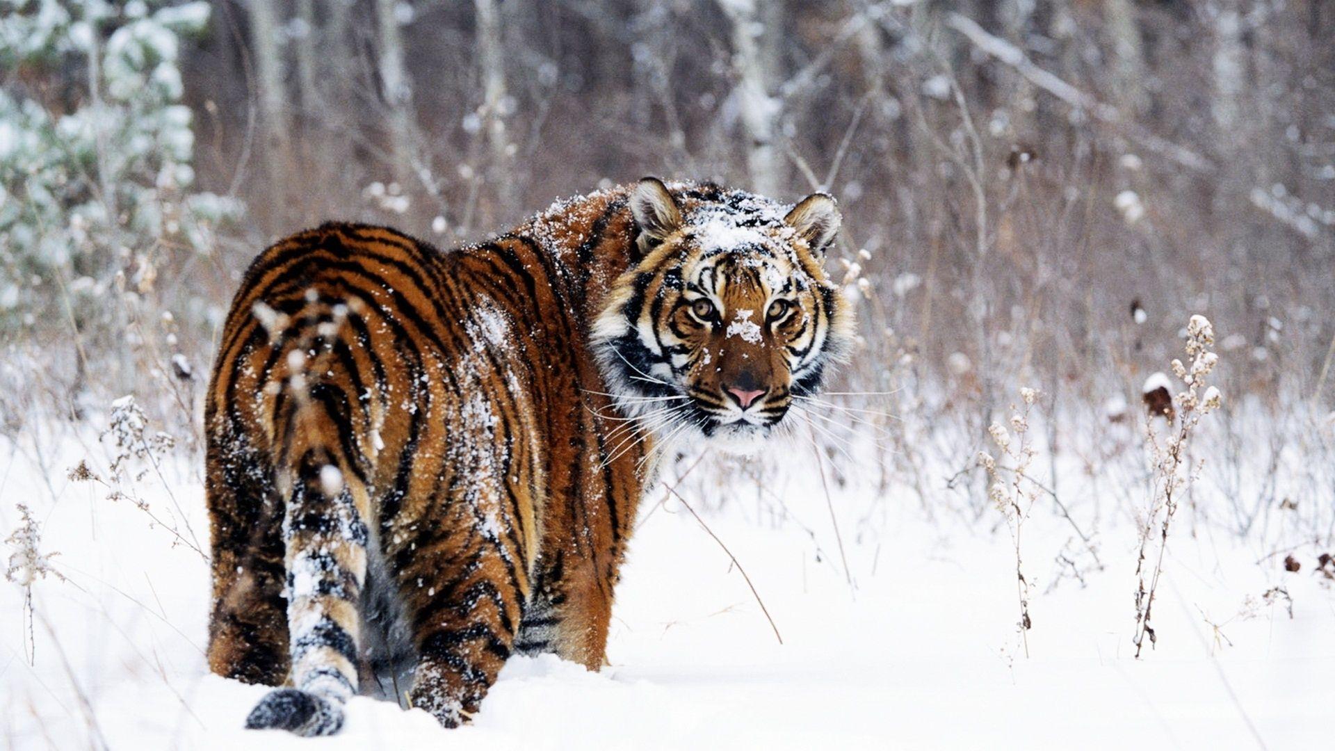 Snow Tiger Wallpapers