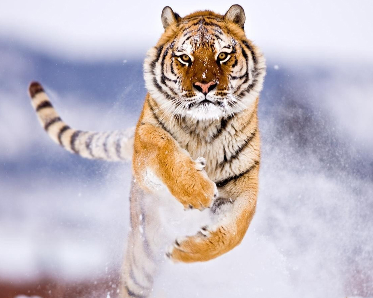 Snow Tiger Wallpapers