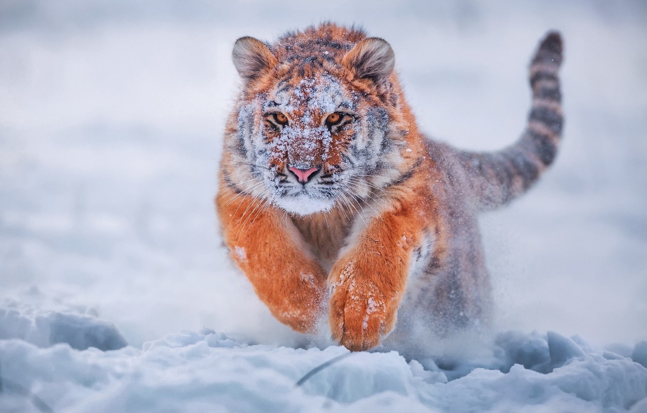 Snow Tiger Wallpapers