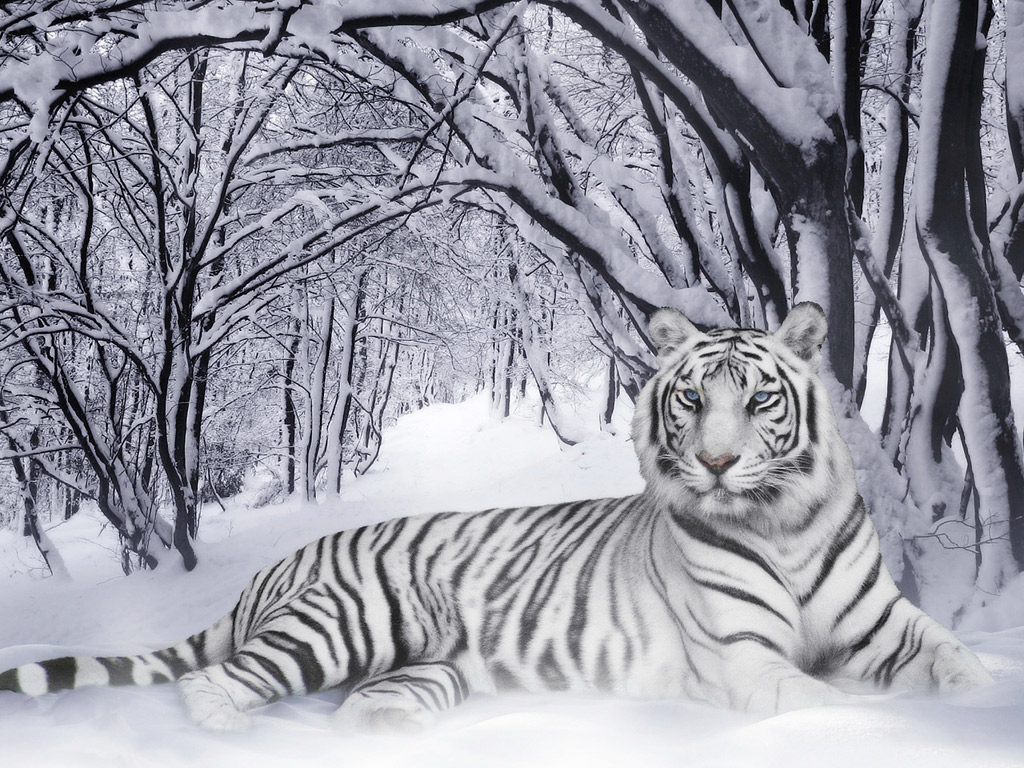 Snow Tiger Wallpapers