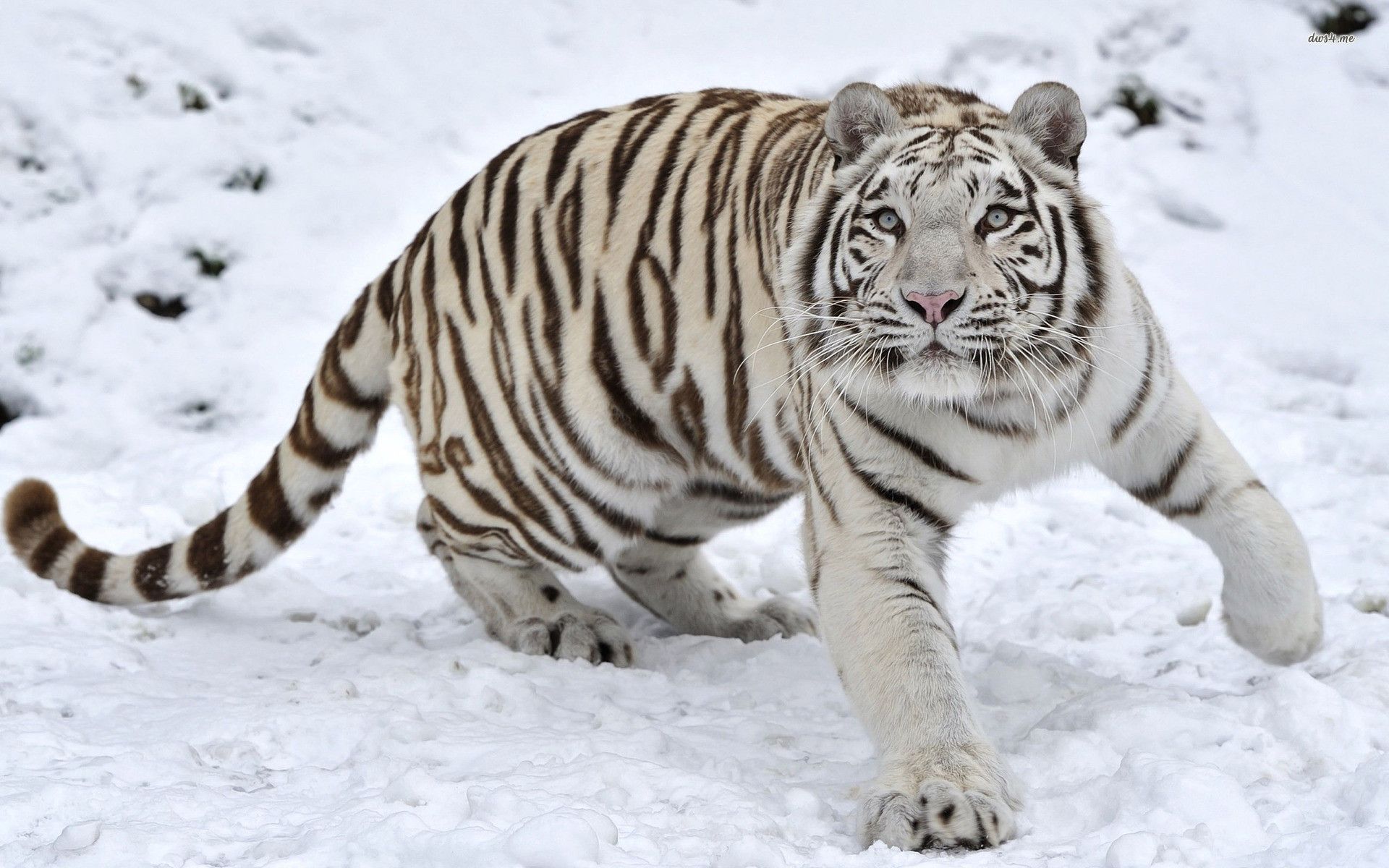 Snow Tiger Wallpapers