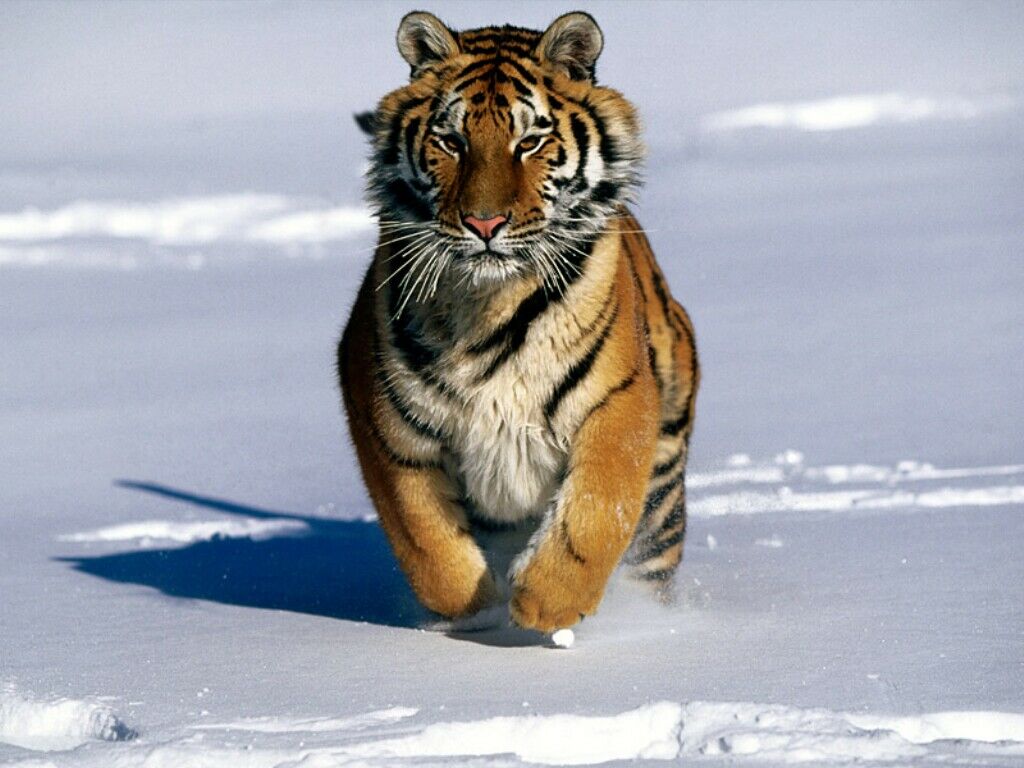 Snow Tiger Wallpapers