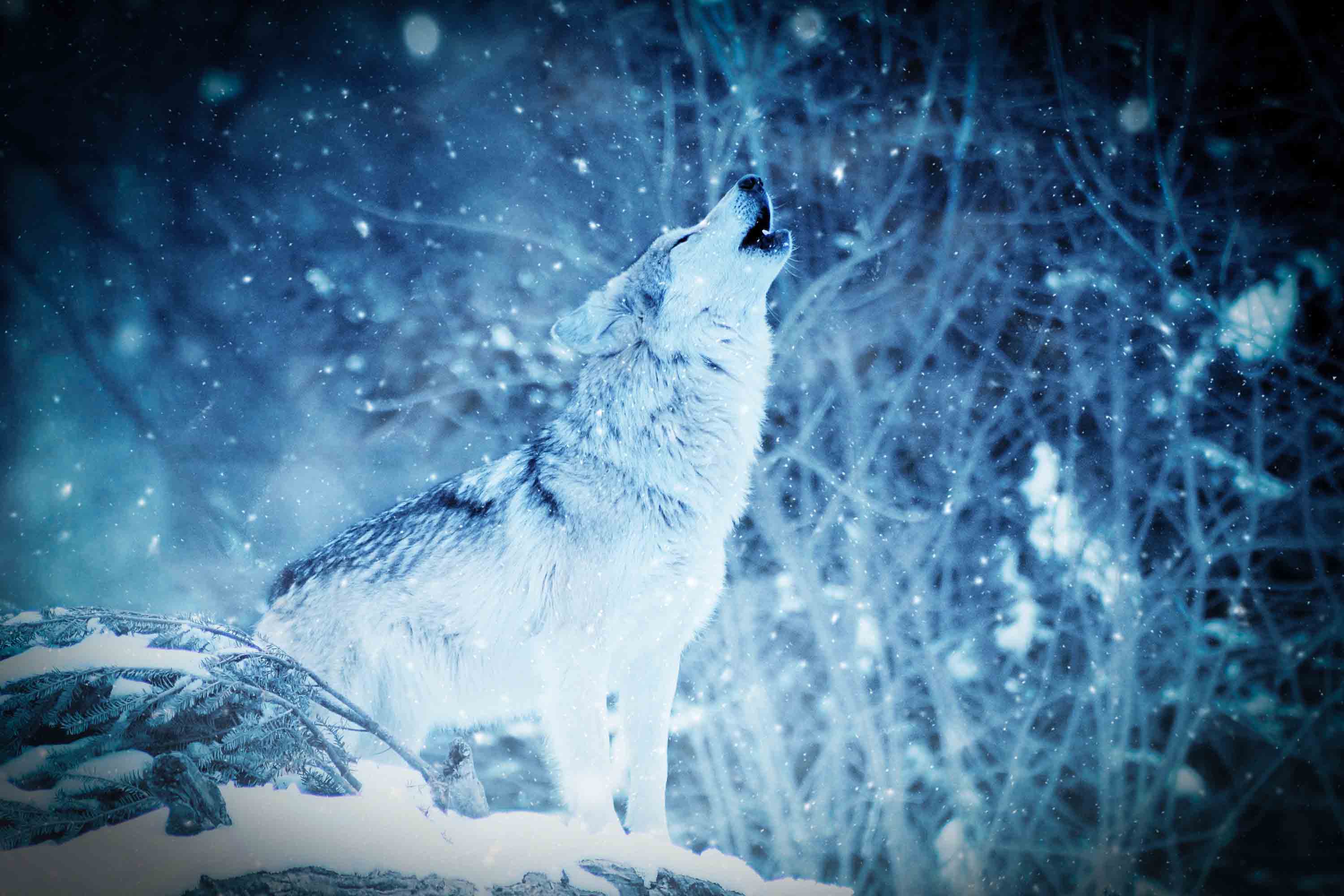 Snow Wolf Wallpapers