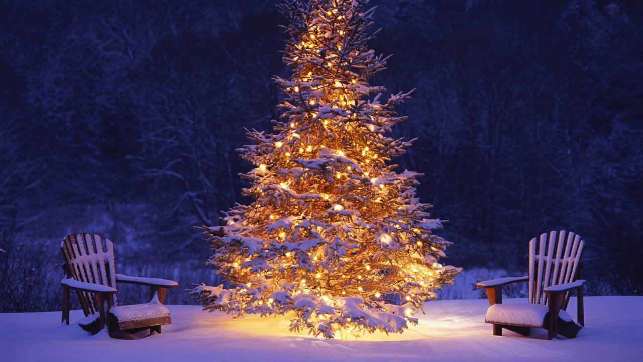 Snowey Christmas Trees Wallpapers