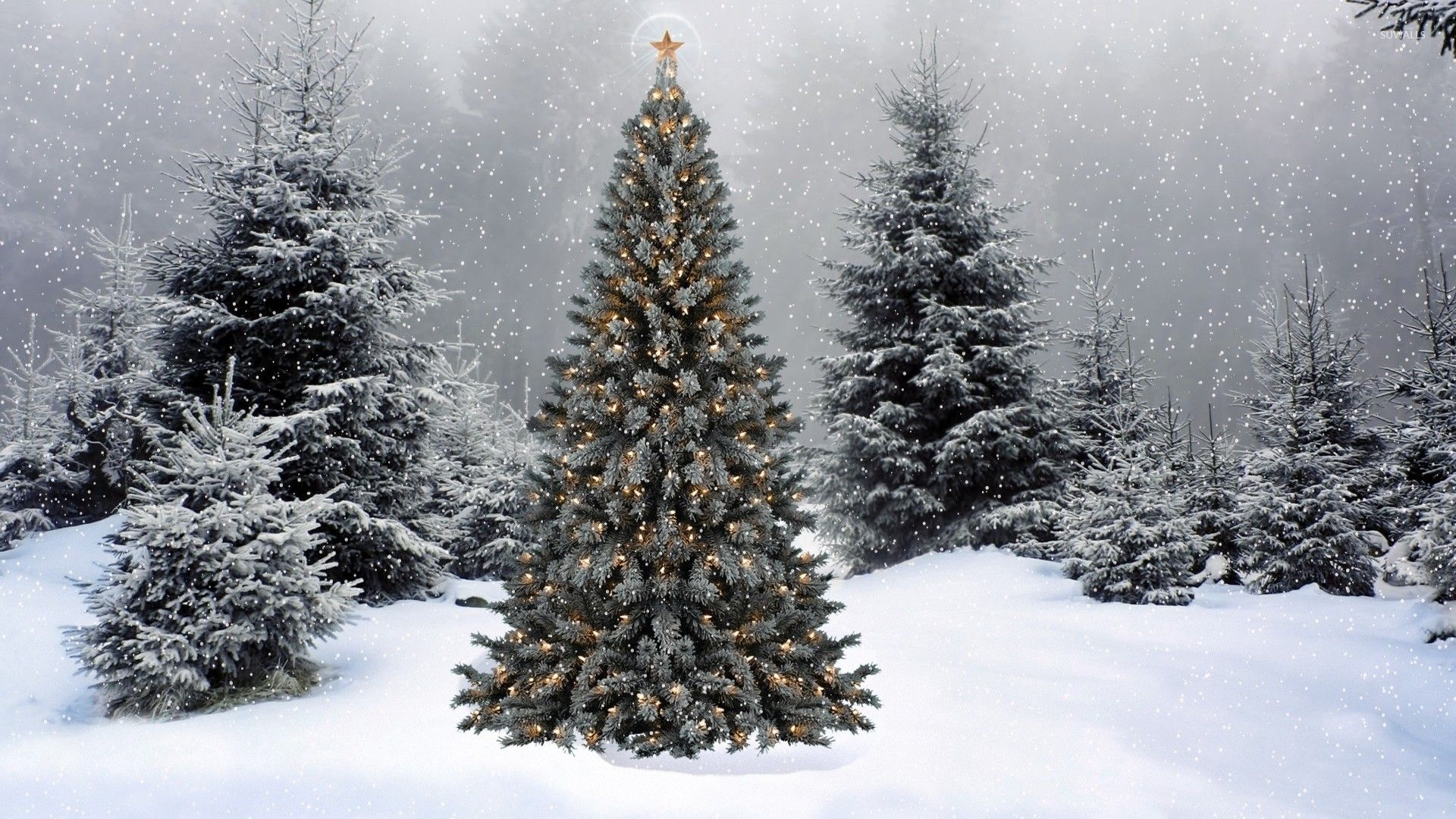 Snowey Christmas Trees Wallpapers