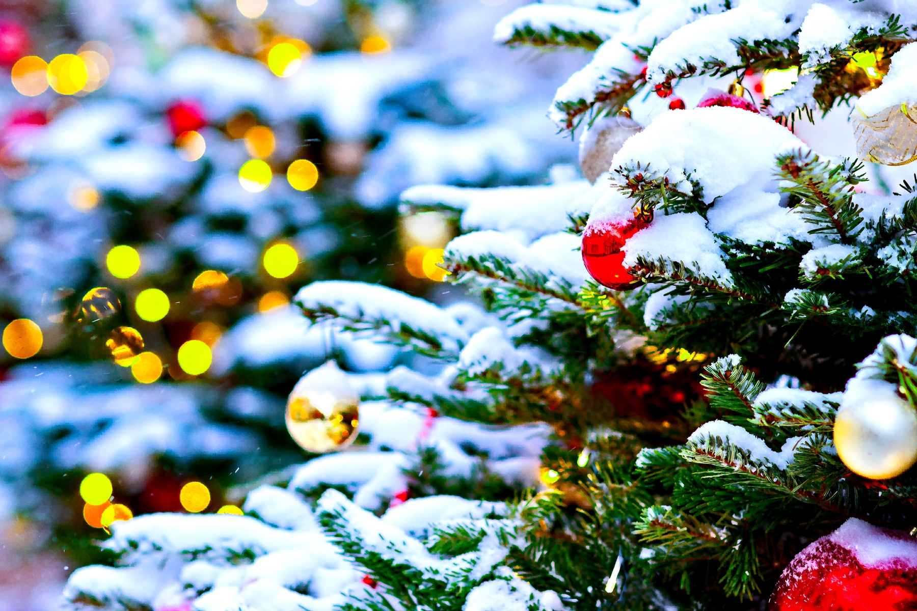 Snowey Christmas Trees Wallpapers