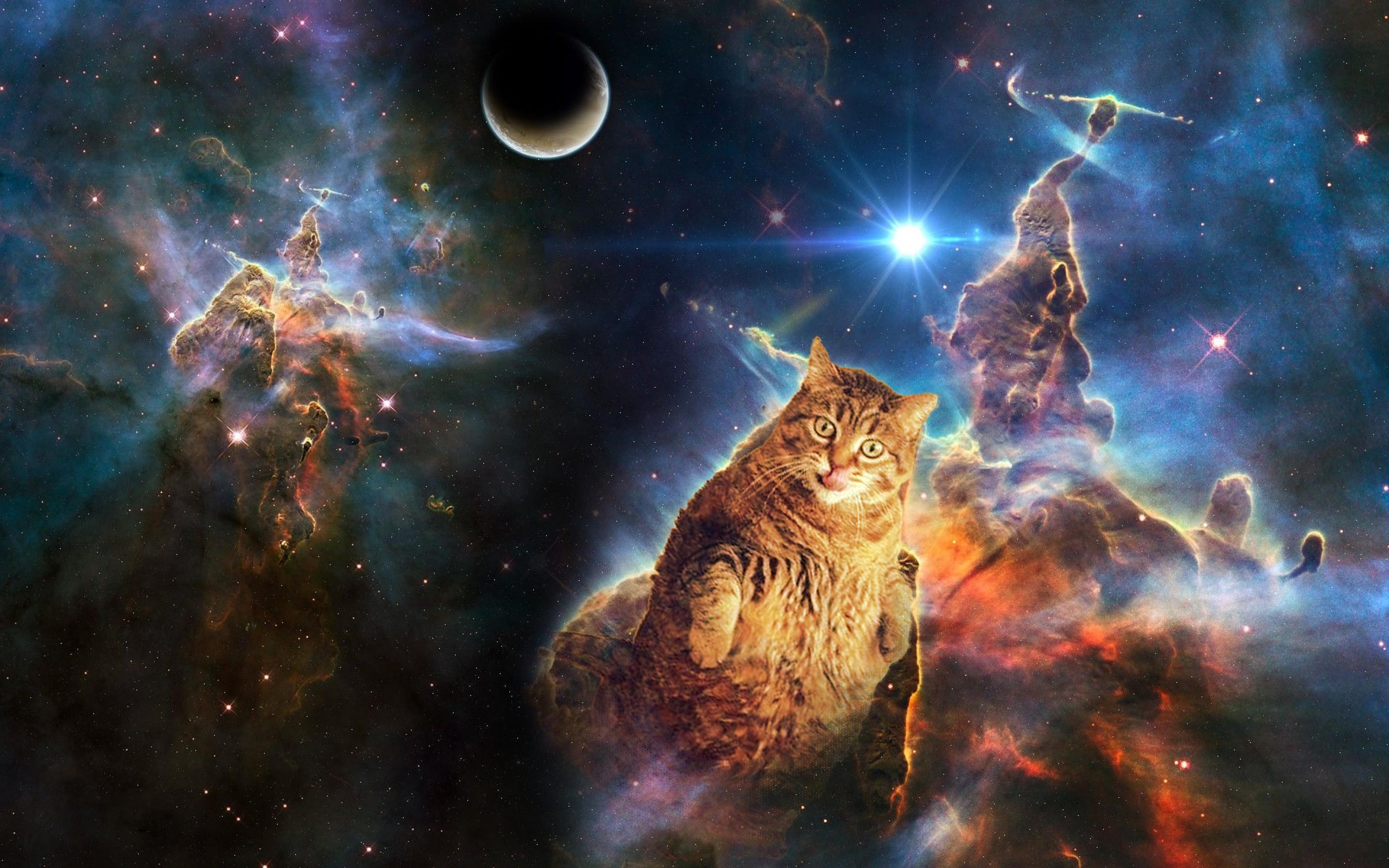 Space Cat Wallpapers