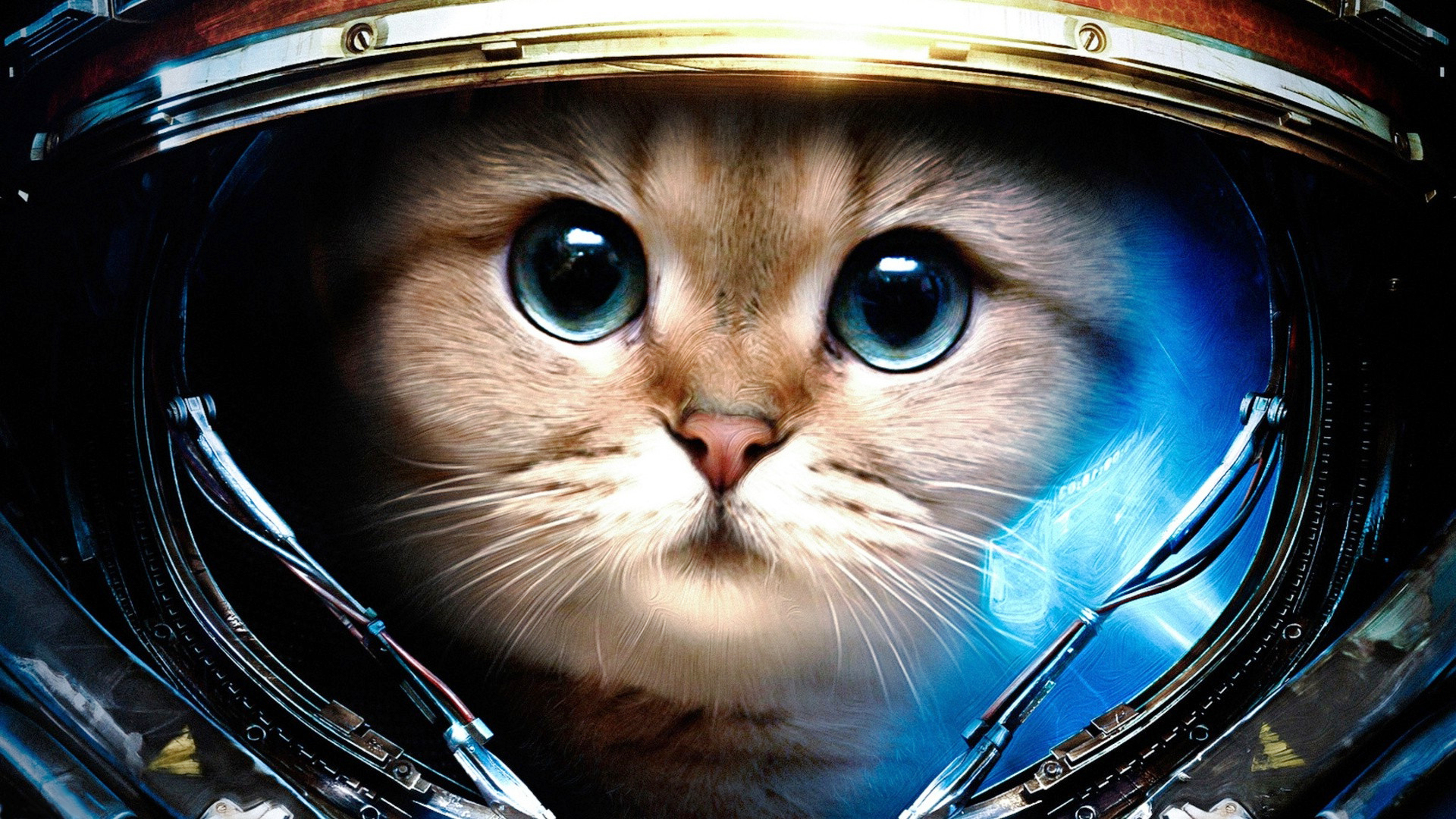 Space Cat Wallpapers