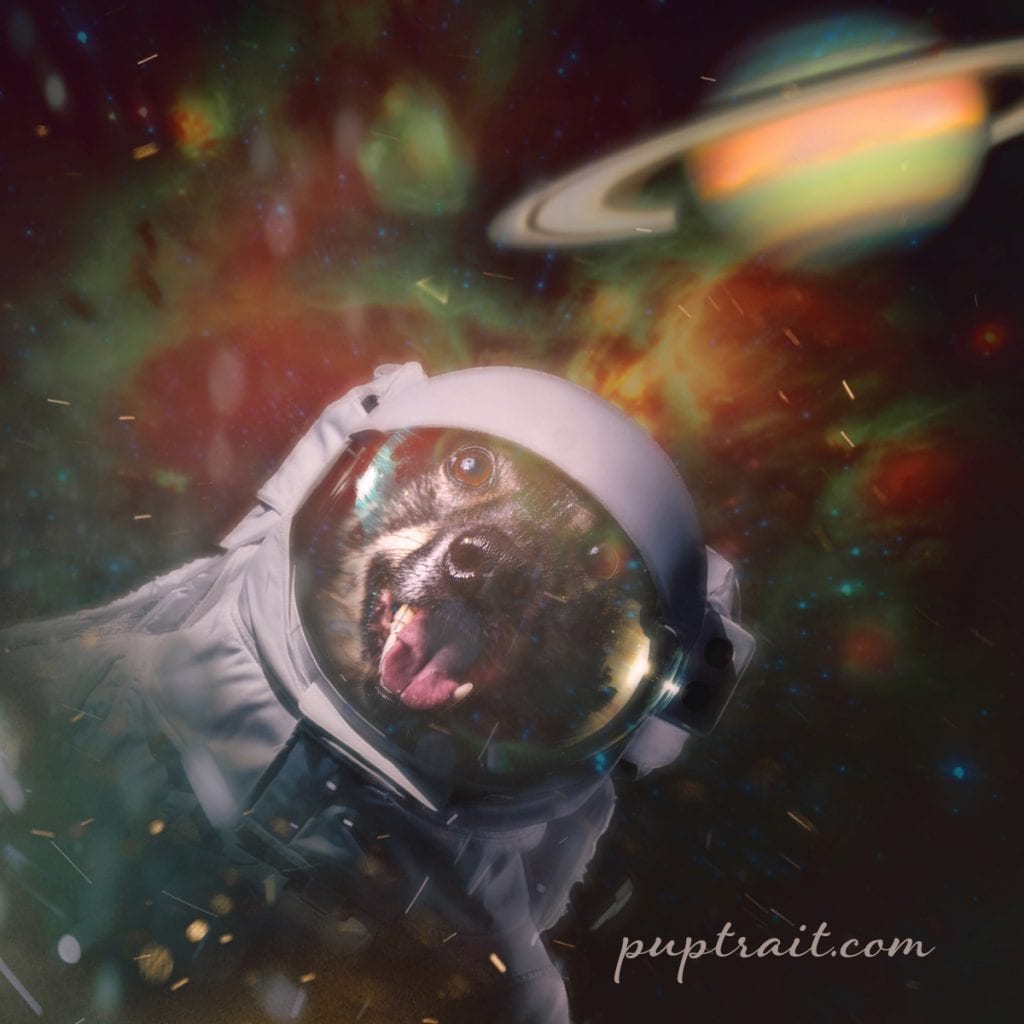 Space Dog Wallpapers