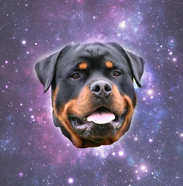 Space Dog Wallpapers