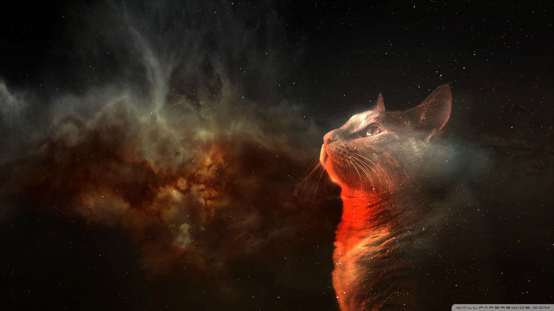 Space Galaxy Cat Wallpapers