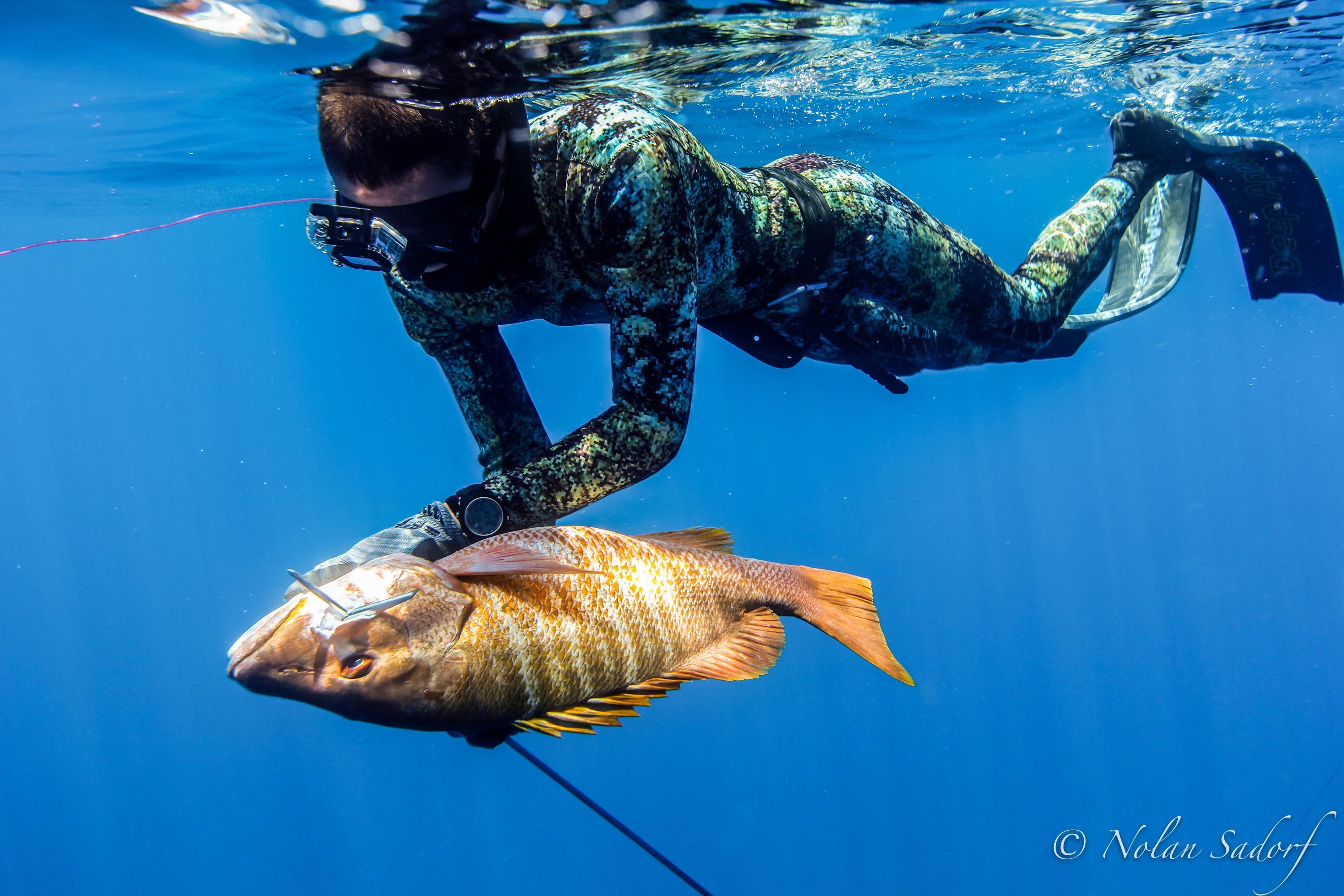 Spearfishing Wallpapers