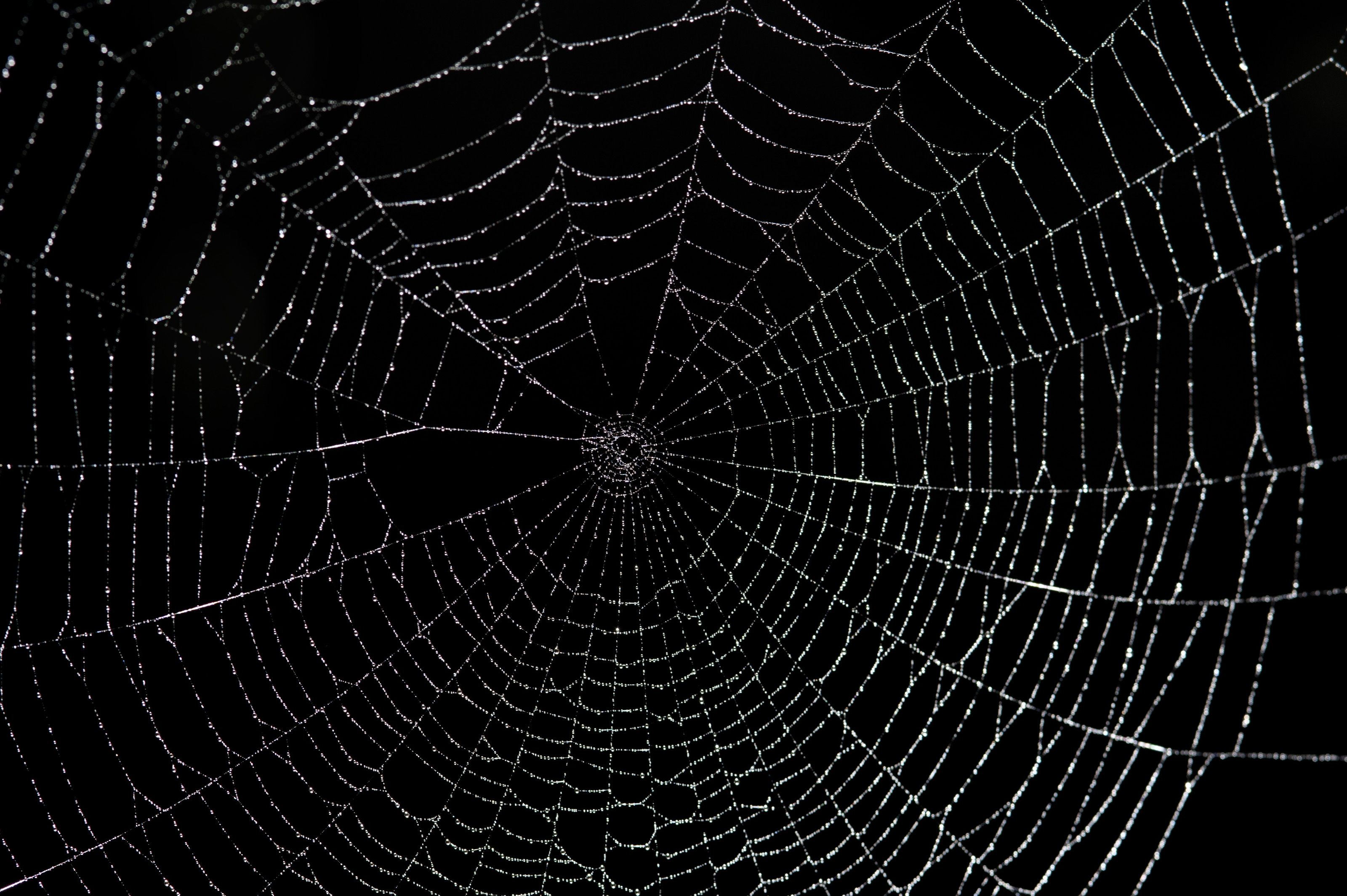 Spider Aesthetic Wallpapers