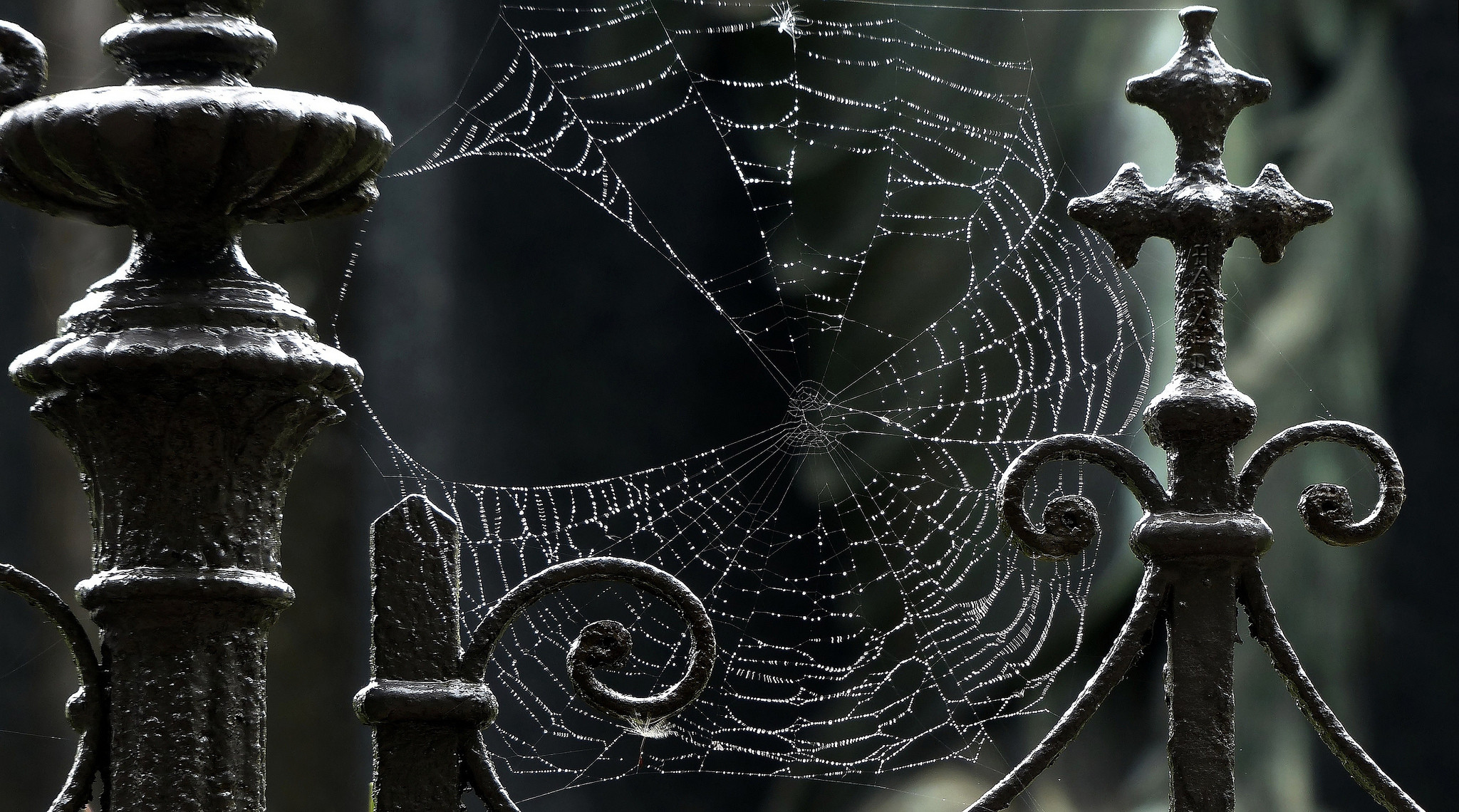 Spider Web Wallpapers