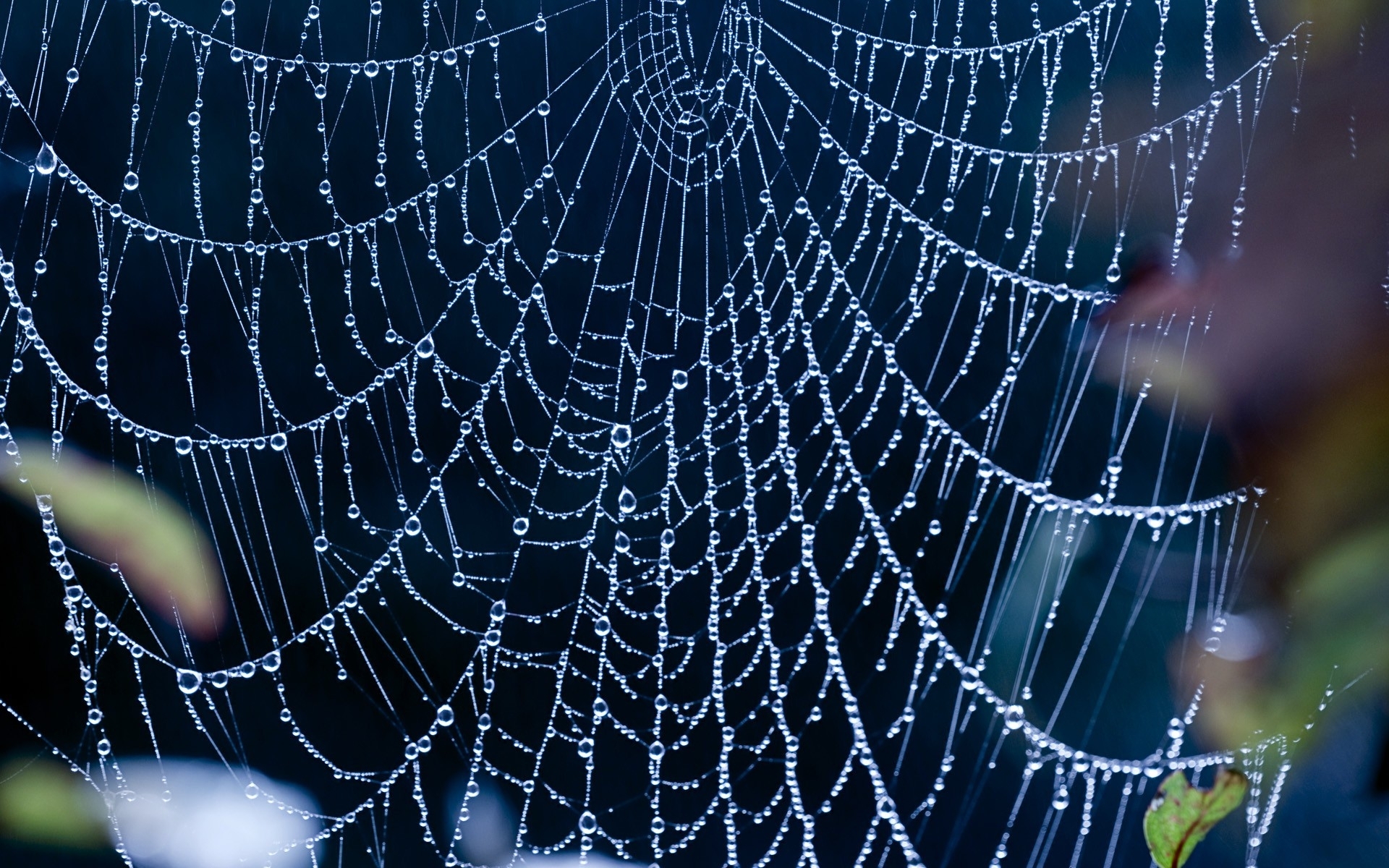 Spider Web Wallpapers