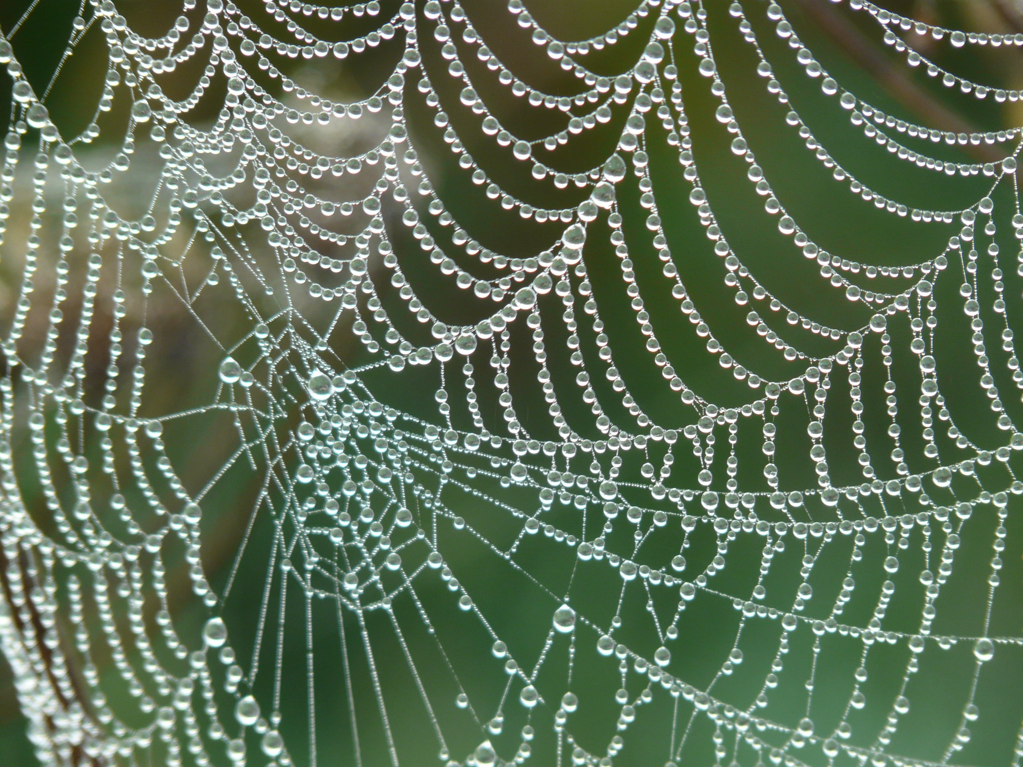 Spider Web Wallpapers