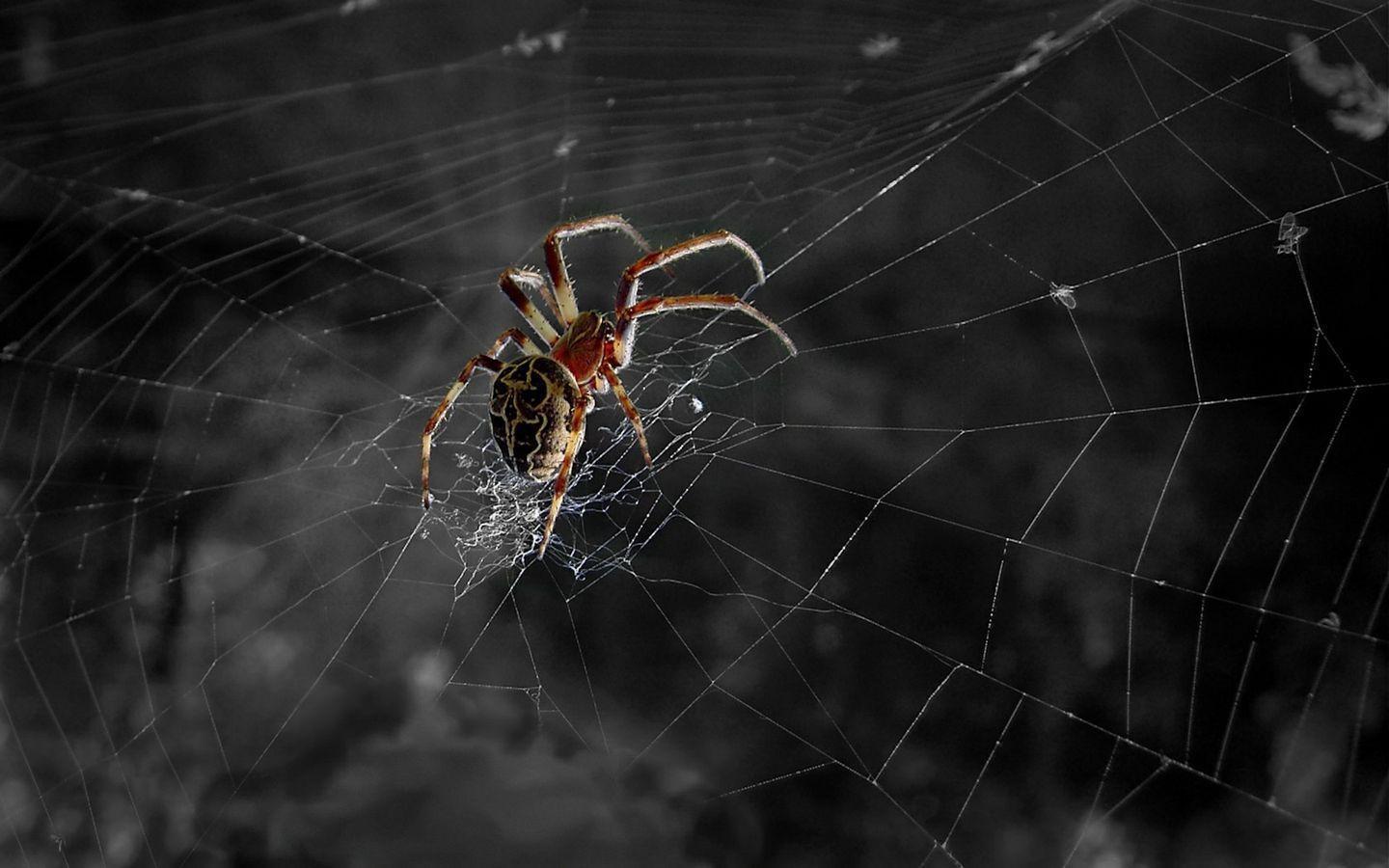 Spider Web Wallpapers