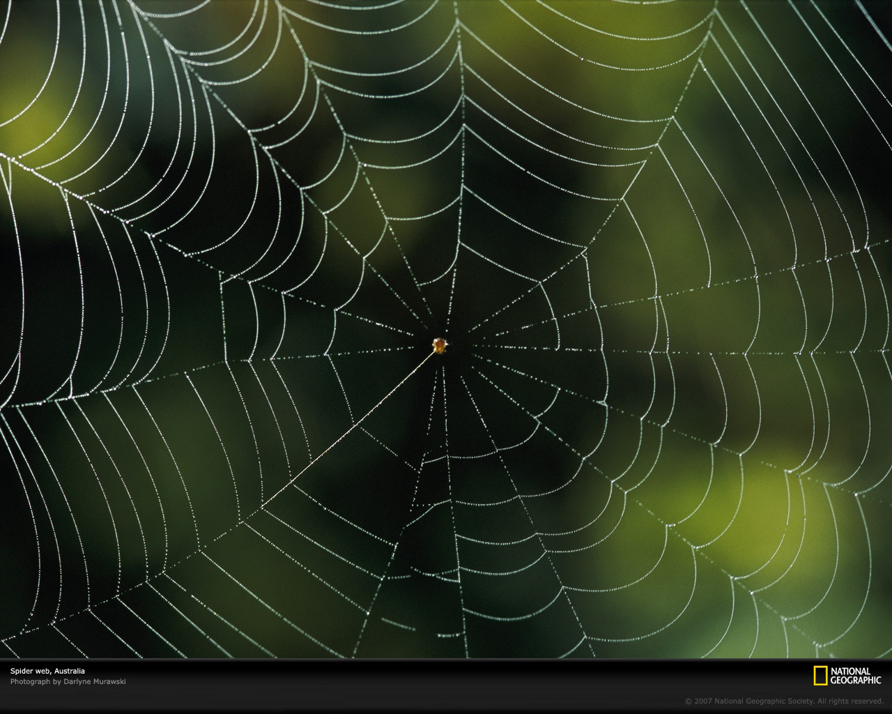 Spider Web Wallpapers