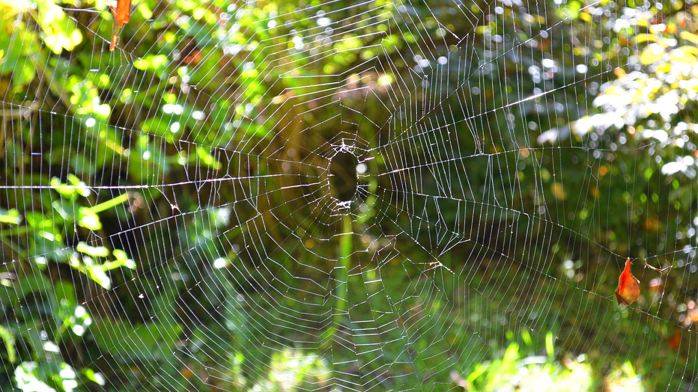 Spider Web Wallpapers