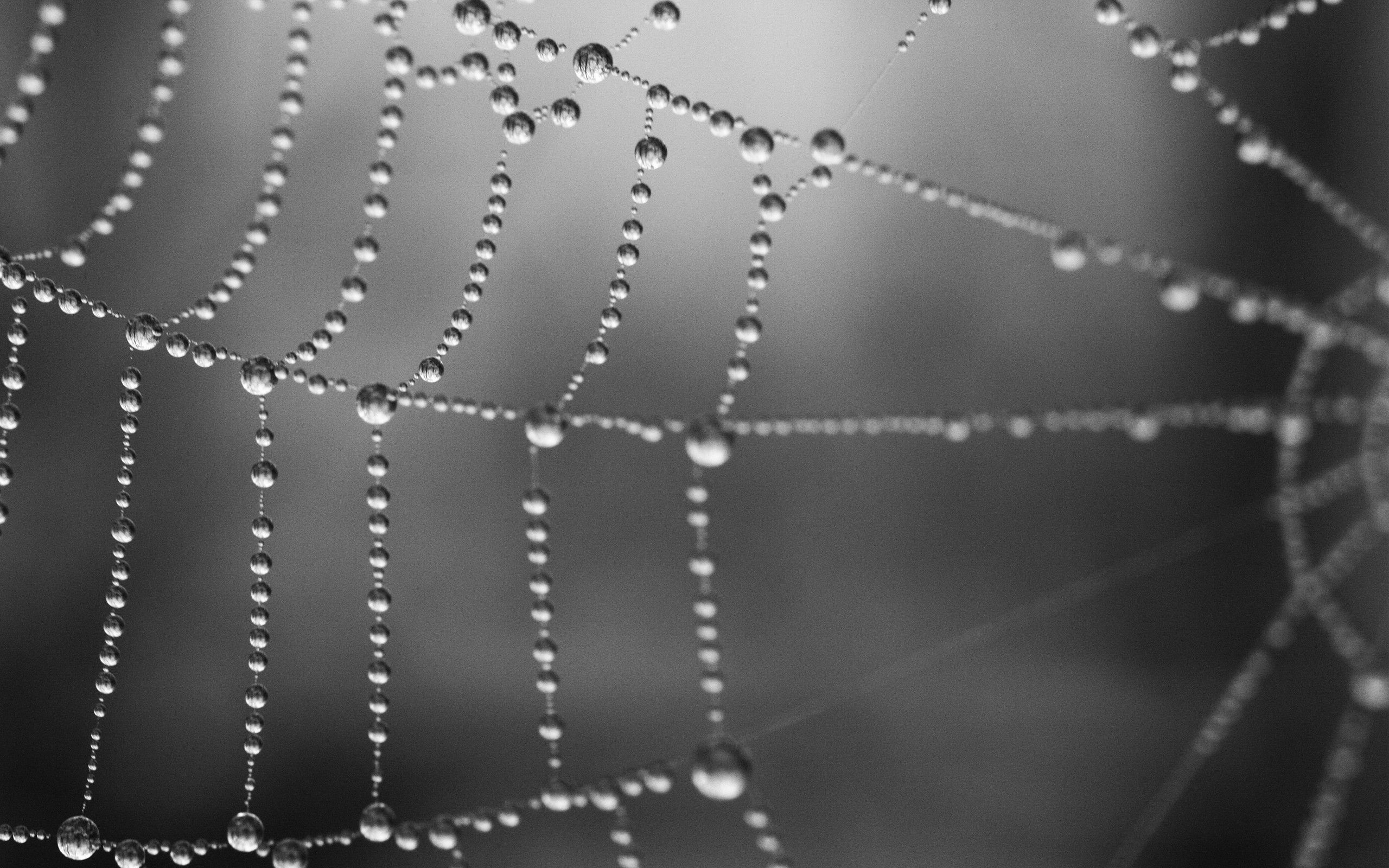 Spider Web Wallpapers