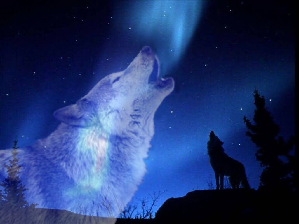 Spirit Beautiful Wolf Wallpapers