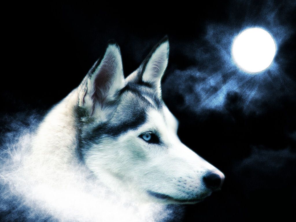 Spirit Beautiful Wolf Wallpapers