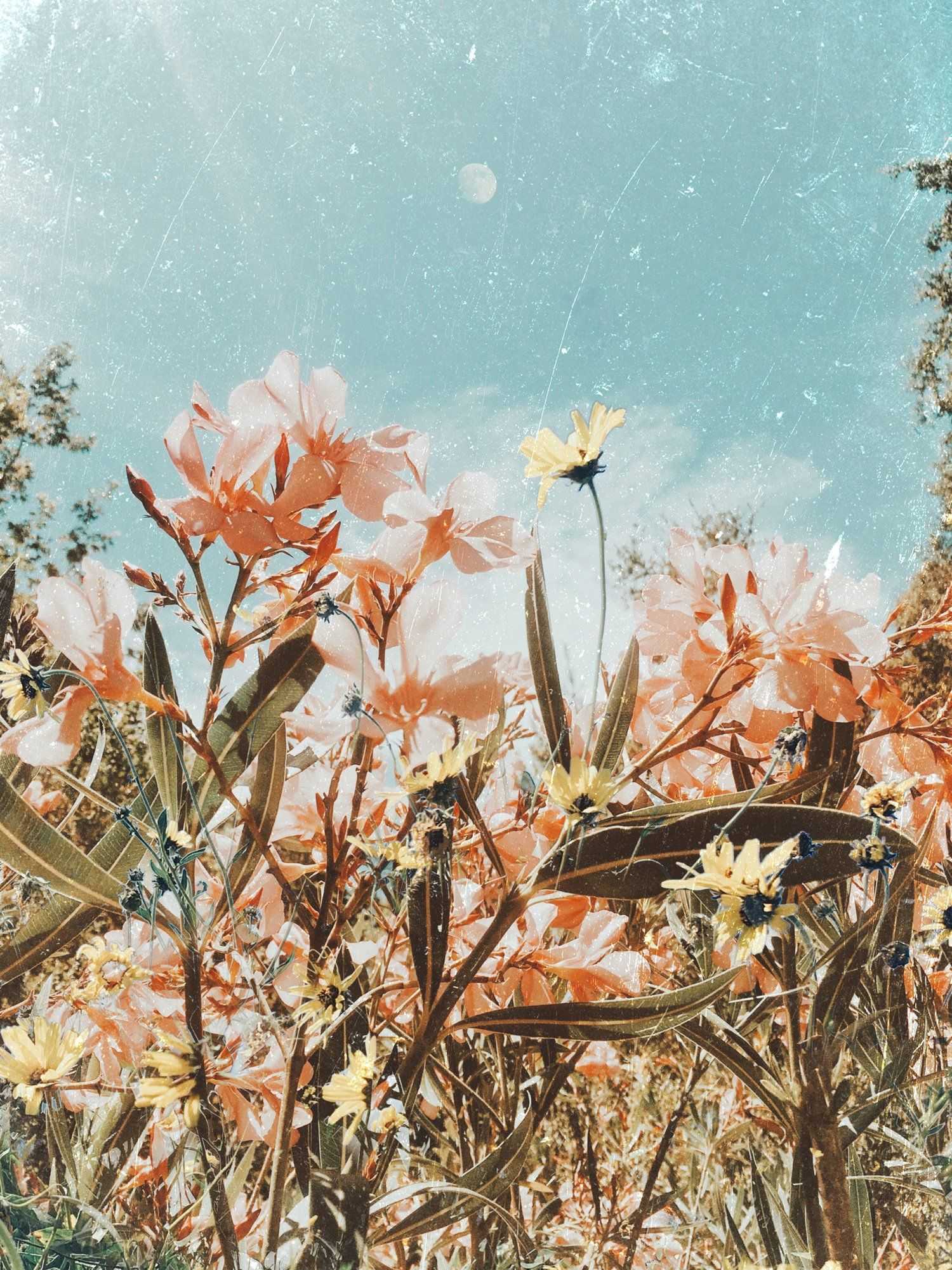 Spring Aesthetics Wallpapers