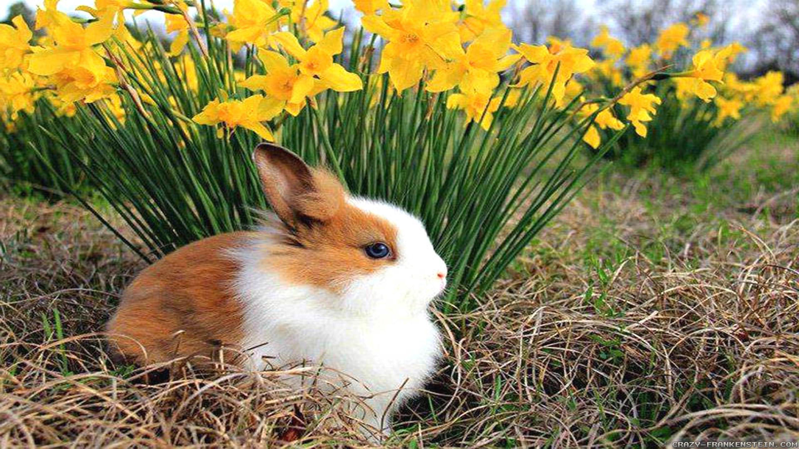 Spring Animals Desktop Wallpapers