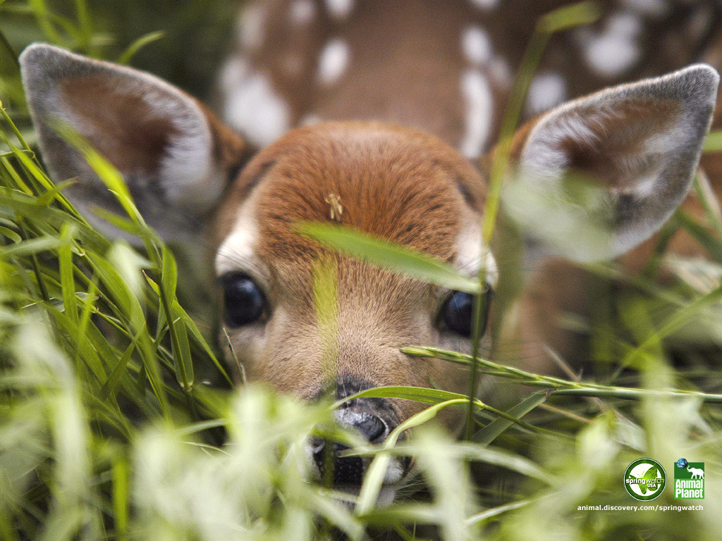 Spring Animals Desktop Wallpapers