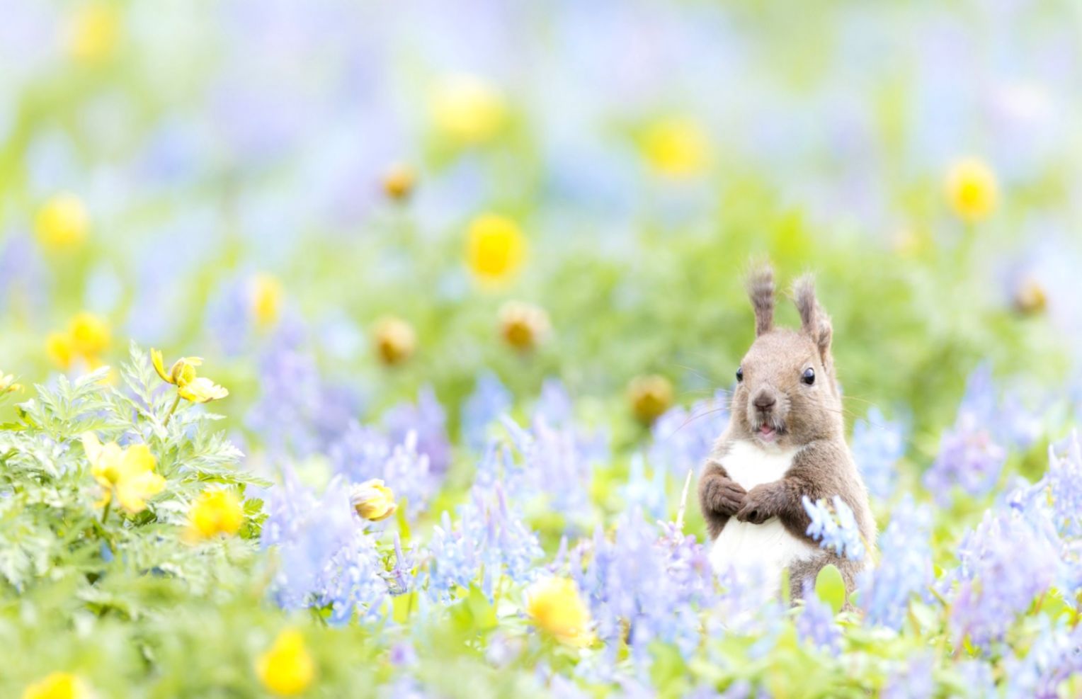 Spring Animals Desktop Wallpapers