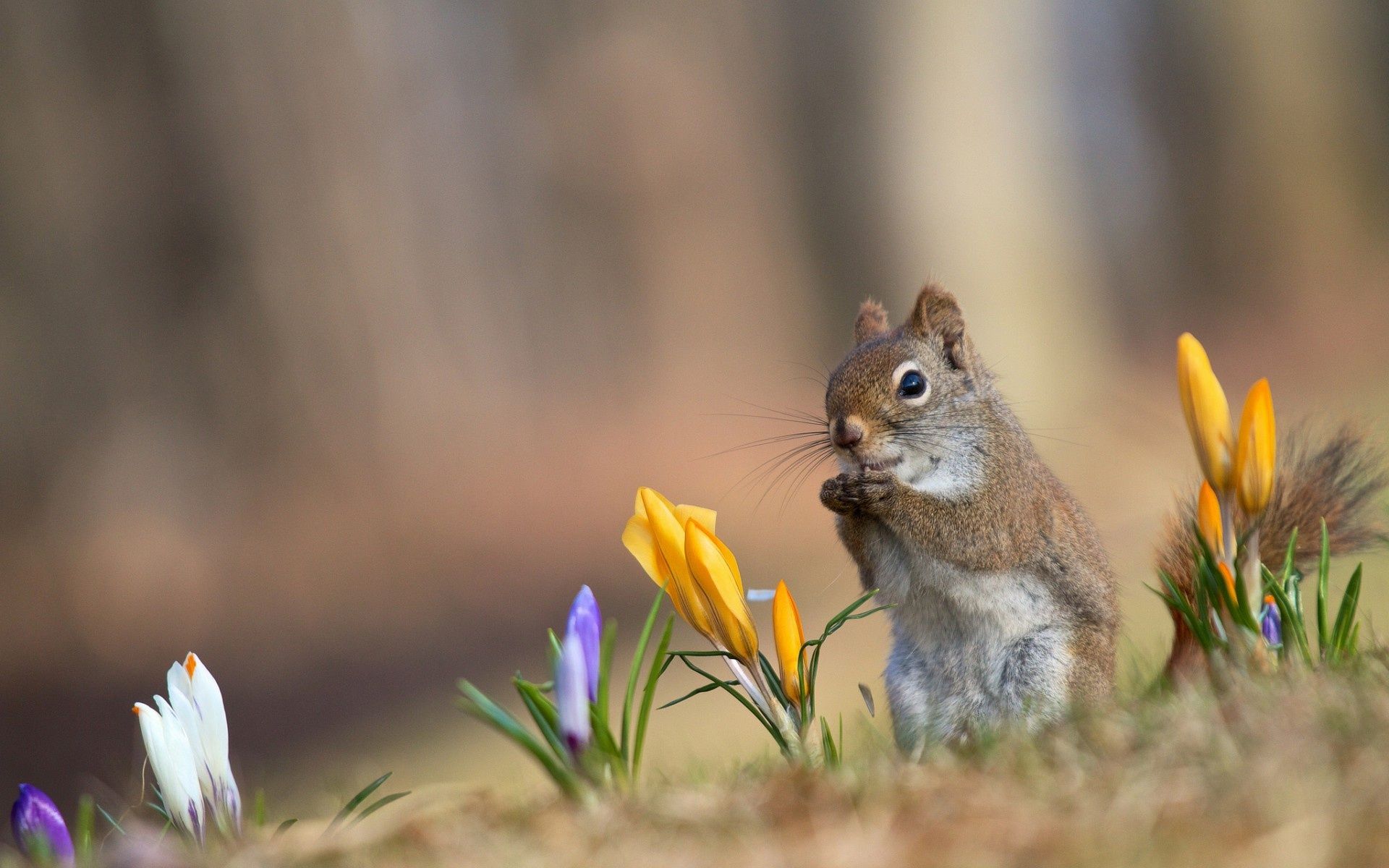 Spring Animals Desktop Wallpapers