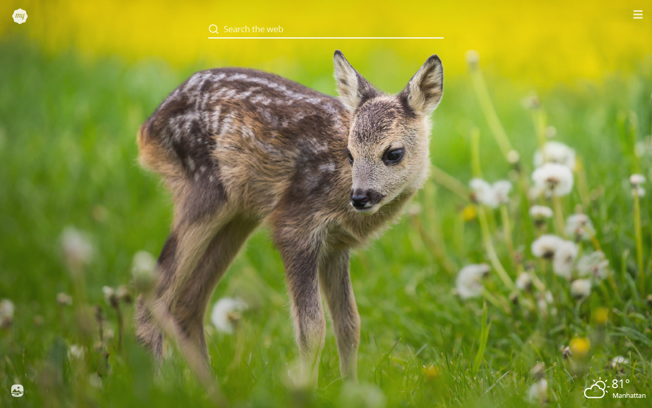 Spring Animals Desktop Wallpapers