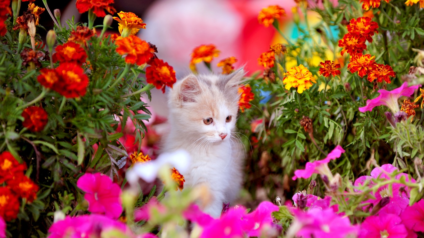 Spring Animals Desktop Wallpapers