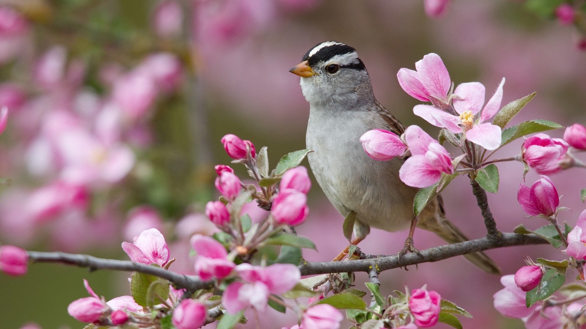 Spring Animals Desktop Wallpapers