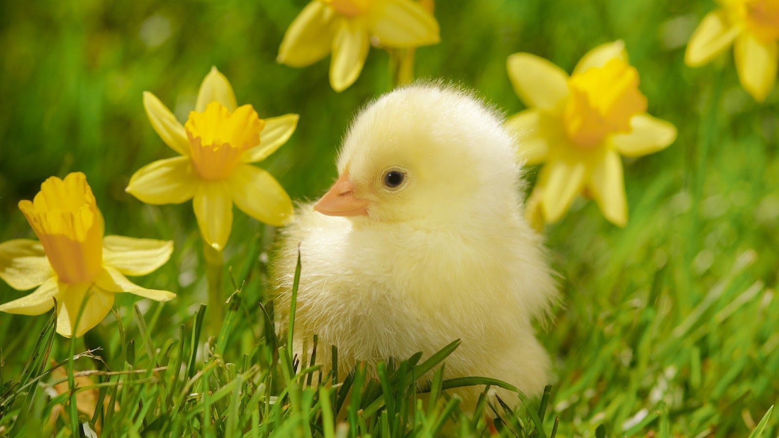 Spring Animals Desktop Wallpapers