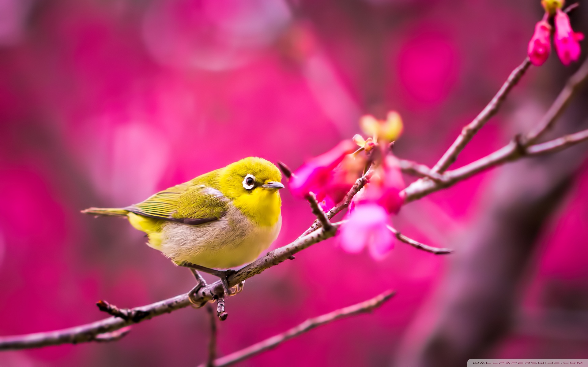 Spring Bird Wallpapers